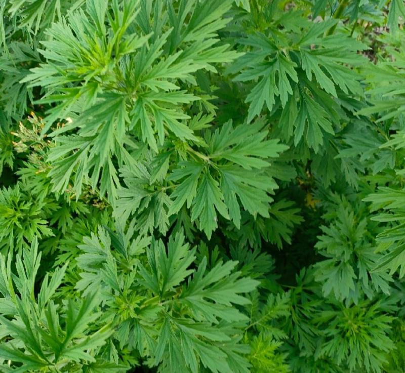 精品野生益母草质量保证一手货源可批发可零售全国发货