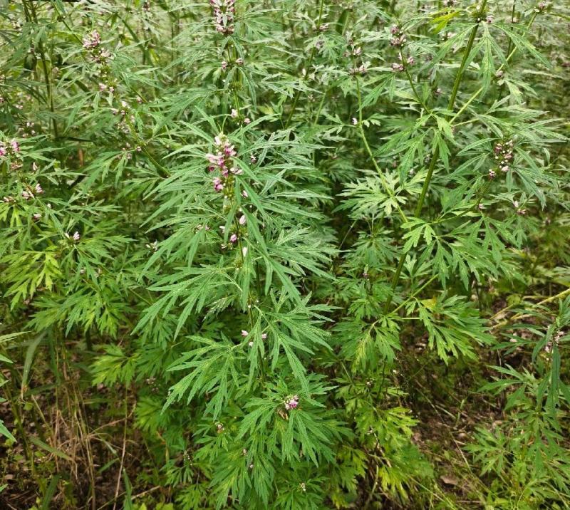 精品野生益母草质量保证一手货源可批发可零售全国发货