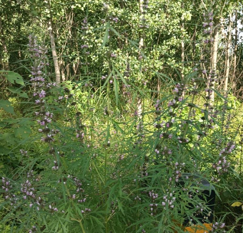 精品野生益母草质量保证一手货源可批发可零售全国发货