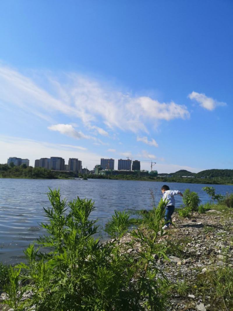 精品野生艾叶质量保证价格美丽新鲜艾叶欢迎下单咨询全国发货