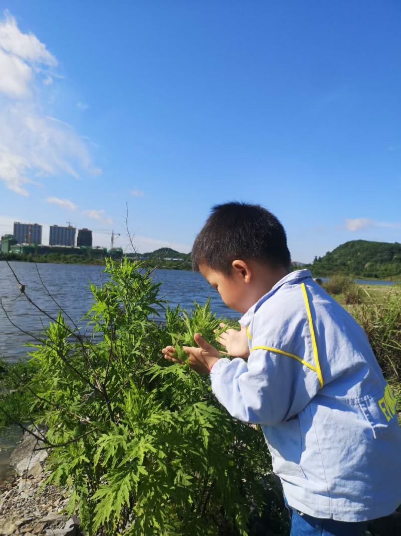 精品野生艾叶质量保证价格美丽新鲜艾叶欢迎下单咨询全国发货