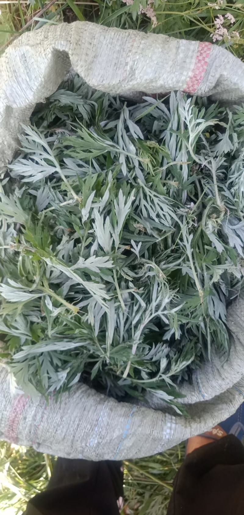 精品野生艾叶质量保证价格美丽新鲜艾叶欢迎下单咨询全国发货