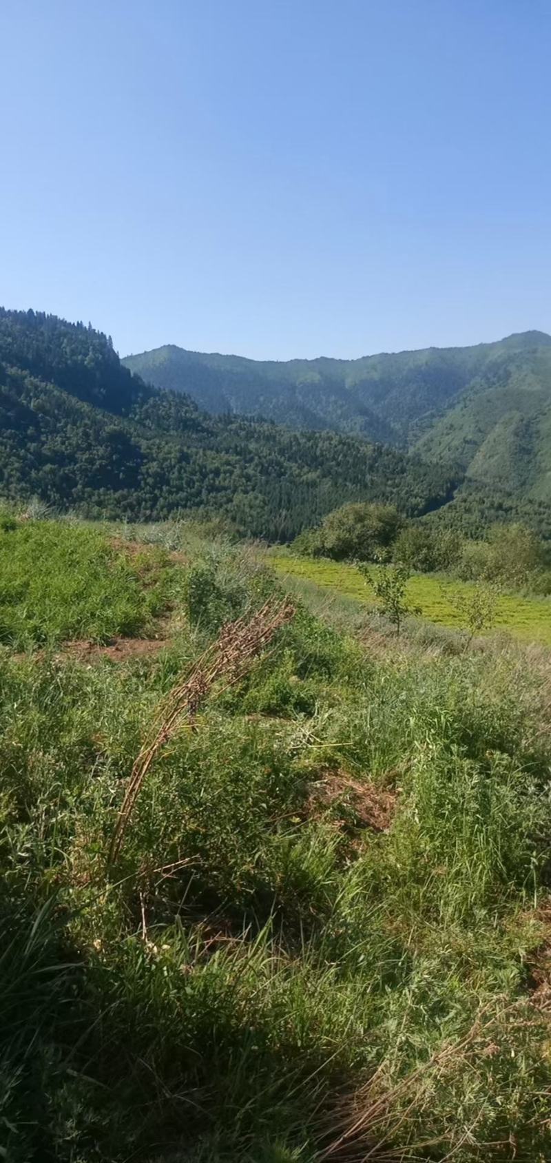精品野生艾叶质量保证价格美丽新鲜艾叶欢迎下单咨询全国发货