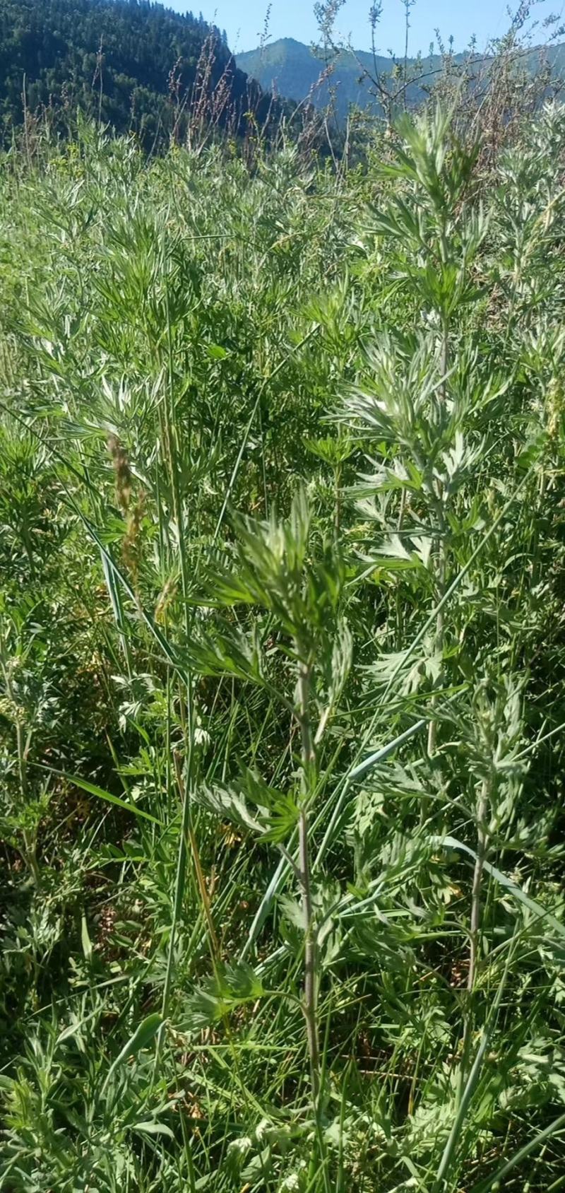 精品野生艾叶质量保证价格美丽新鲜艾叶欢迎下单咨询全国发货