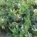 金银花苗4年
