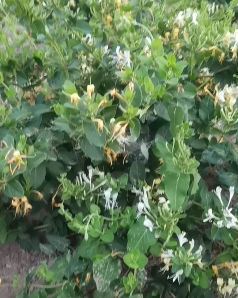 金银花苗4年