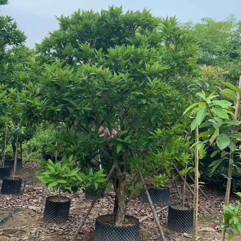 供应：（洋蒲桃）莲雾10-12公分，有需要的老板来电咨询