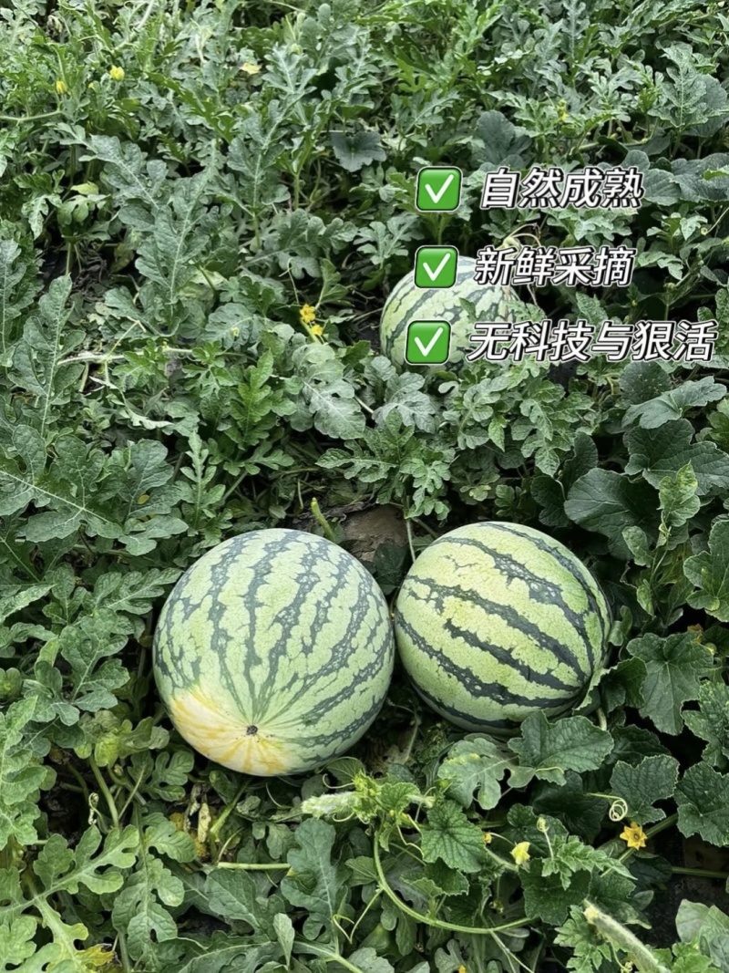【实力优选】山东甜王西瓜/8424/美都西瓜/有籽/无籽