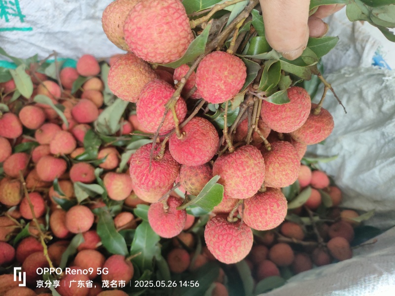 正宗茂名高州柏桥白糖罂荔枝5斤起发货