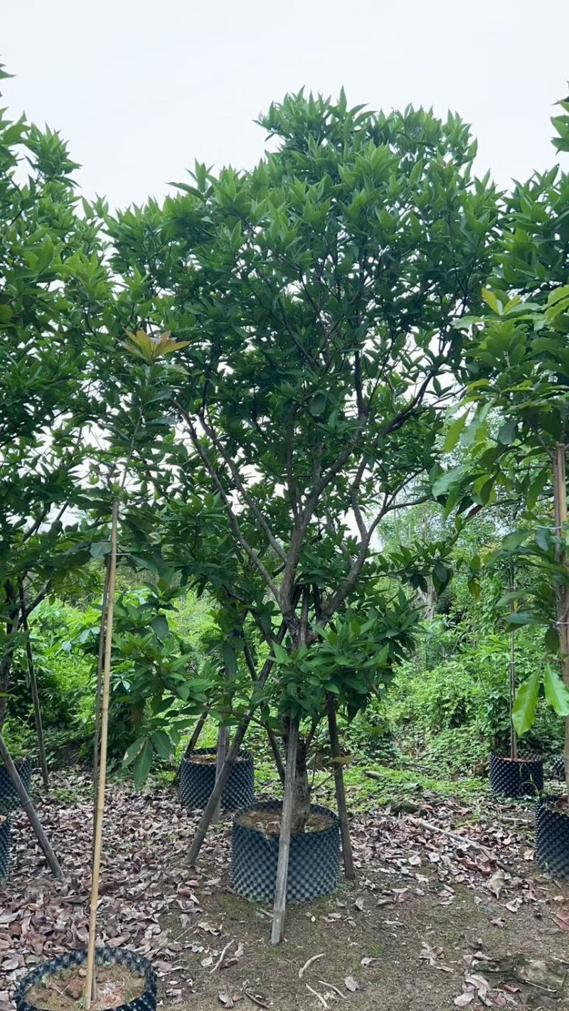 供应：（洋蒲桃）莲雾10-12公分，有需要的老板来电咨询