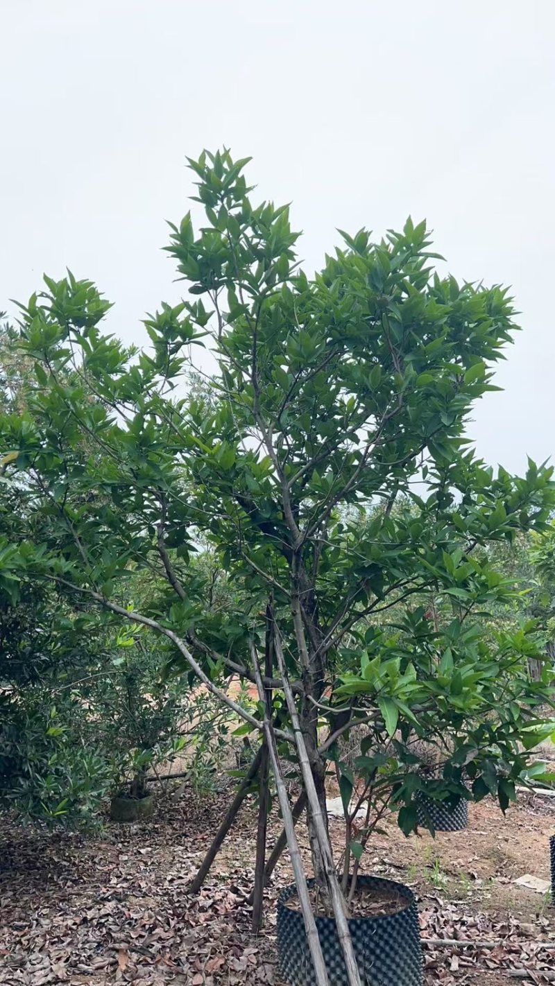 供应：（洋蒲桃）莲雾10-12公分，有需要的老板来电咨询
