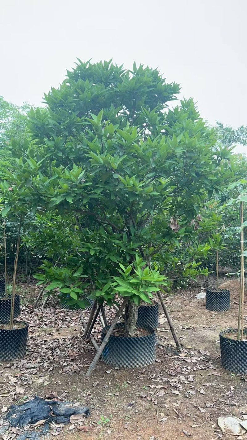 供应：（洋蒲桃）莲雾10-12公分，有需要的老板来电咨询