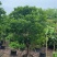 供应：（洋蒲桃）莲雾10-12公分，有需要的老板来电咨询