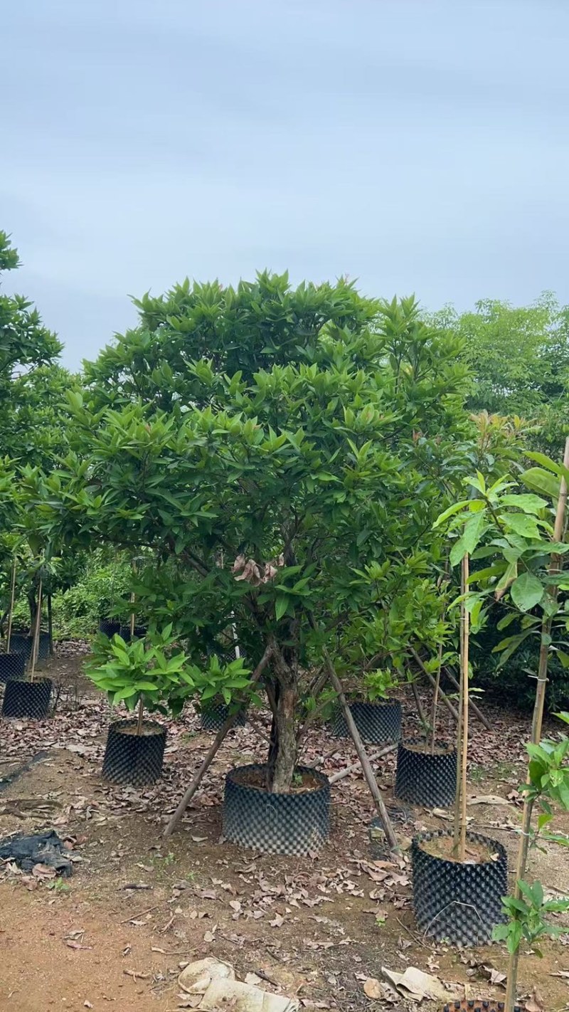 供应：（洋蒲桃）莲雾10-12公分，有需要的老板来电咨询
