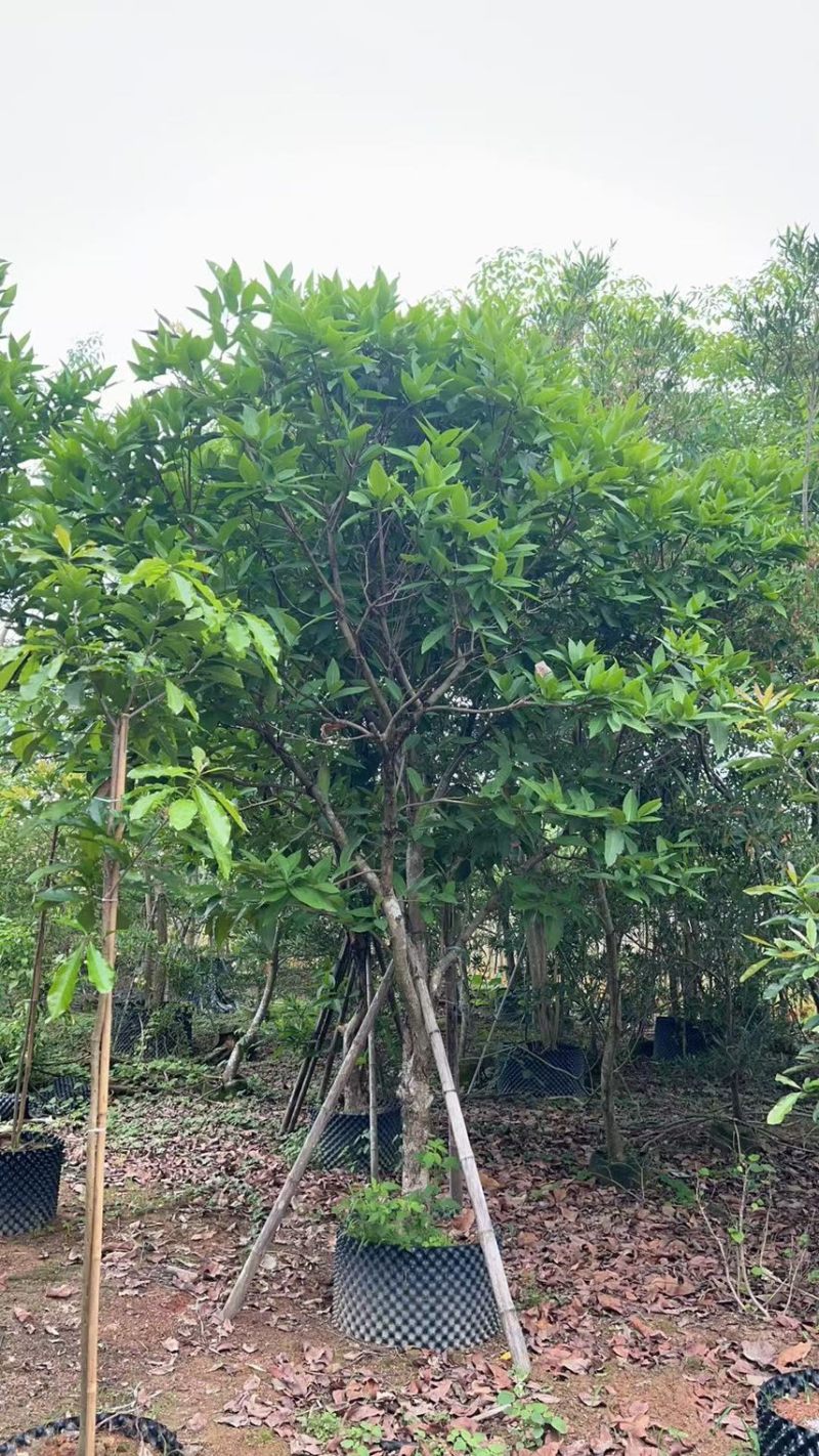 供应：（洋蒲桃）莲雾10-12公分，有需要的老板来电咨询