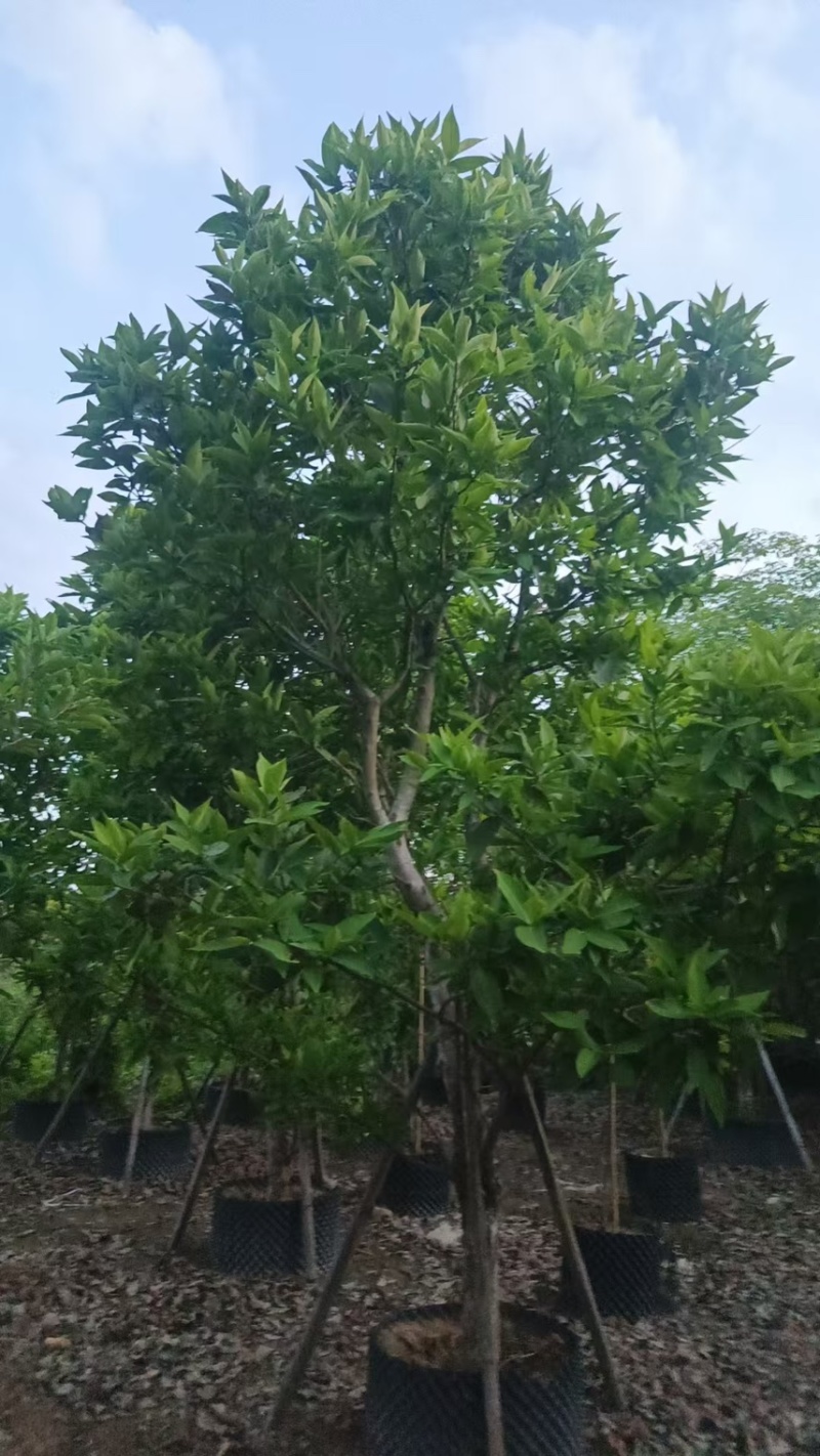 供应：（洋蒲桃）莲雾10-12公分，有需要的老板来电咨询