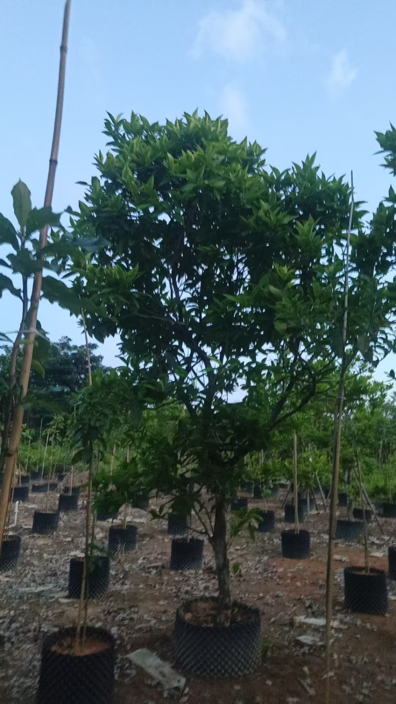 供应：（洋蒲桃）莲雾10-12公分，有需要的老板来电咨询