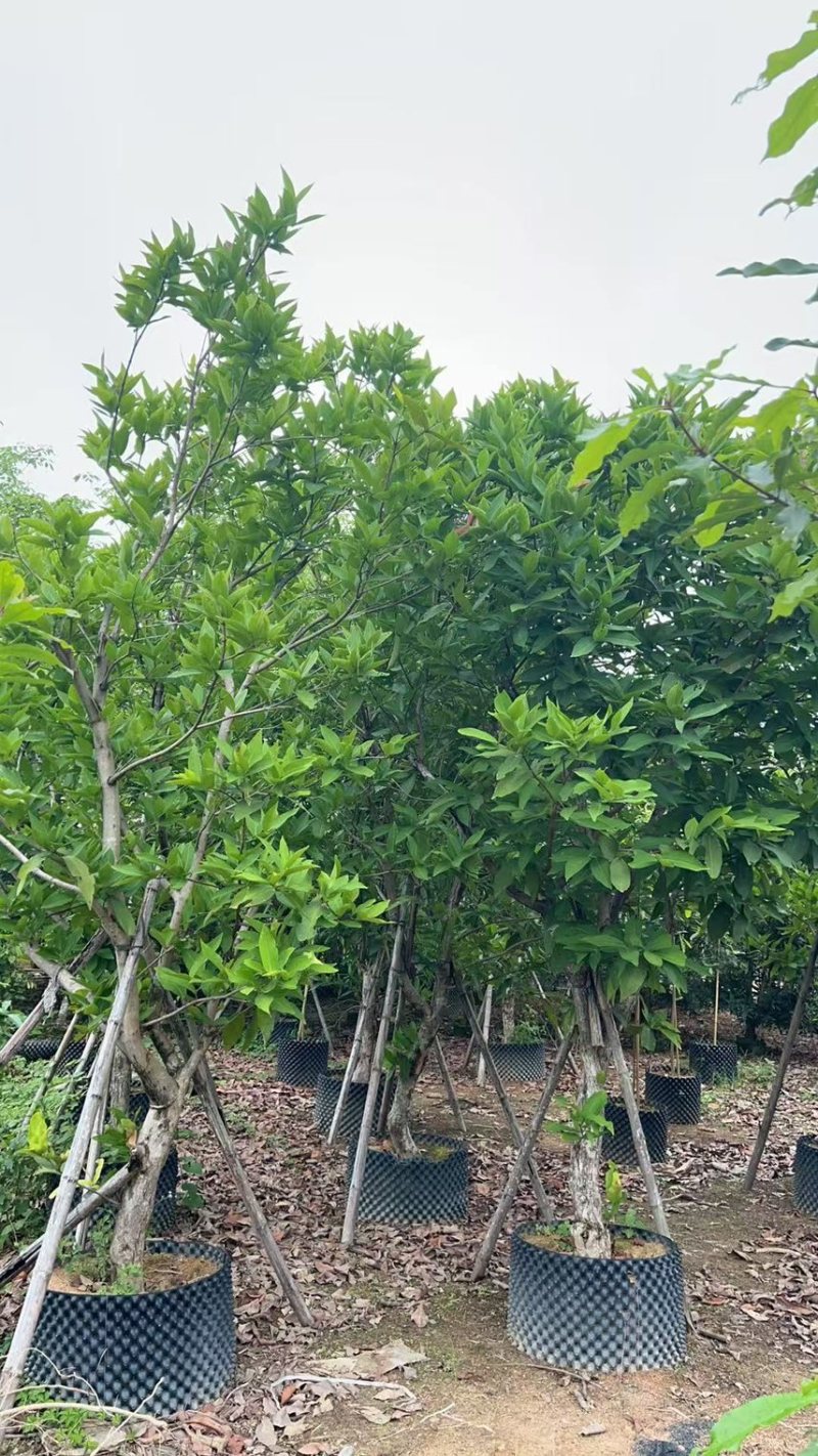 供应：（洋蒲桃）莲雾10-12公分，有需要的老板来电咨询