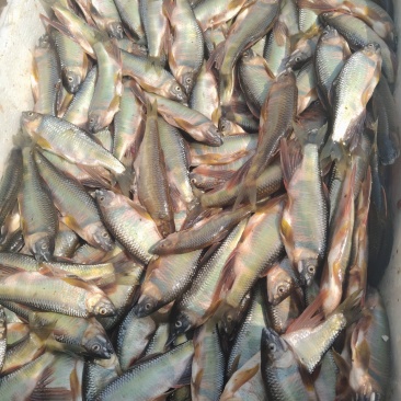 小马口