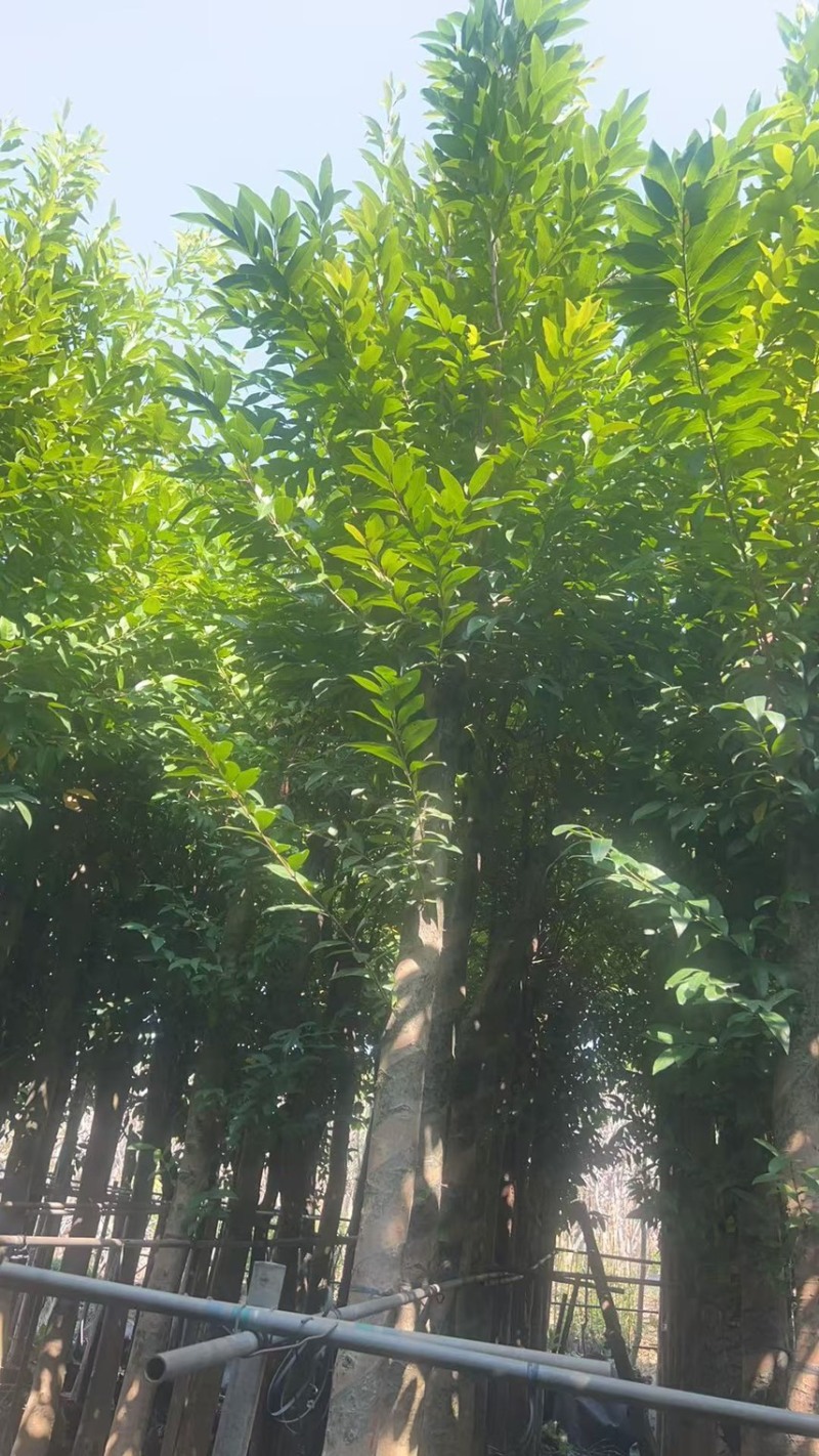水翁10-12-15分，大量现货供应，欢迎老板们联系