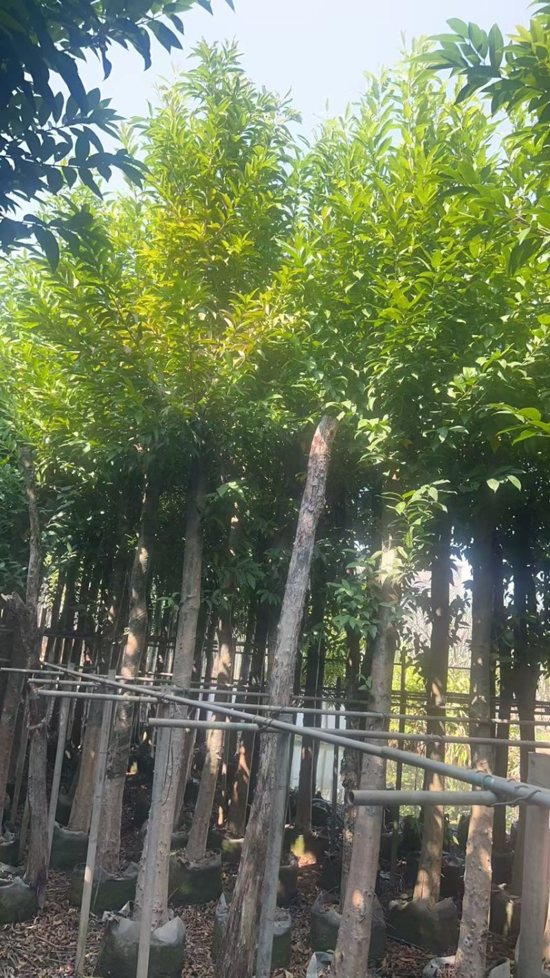 水翁10-12-15分，大量现货供应，欢迎老板们联系