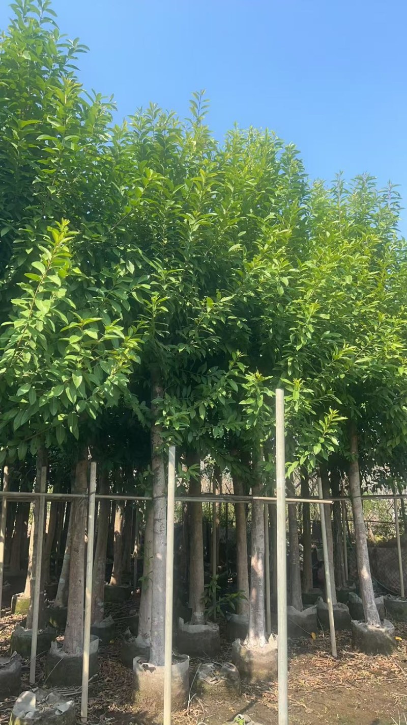 水翁10-12-15分，大量现货供应，欢迎老板们联系