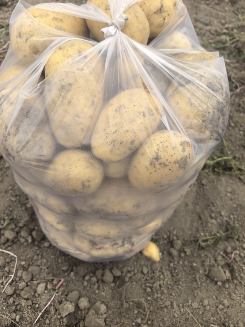 新土豆黄心土豆