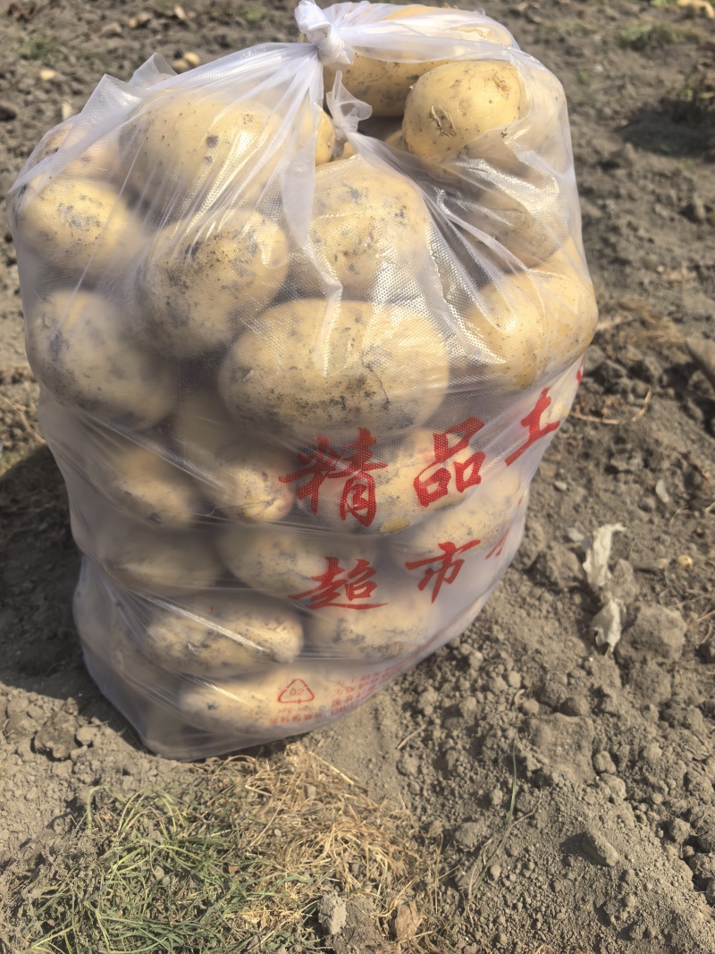 新土豆黄心土豆