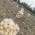 新土豆黄心土豆