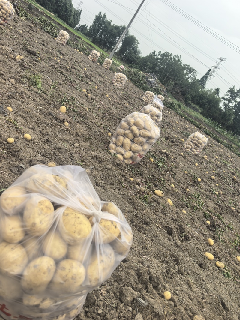 新土豆黄心土豆