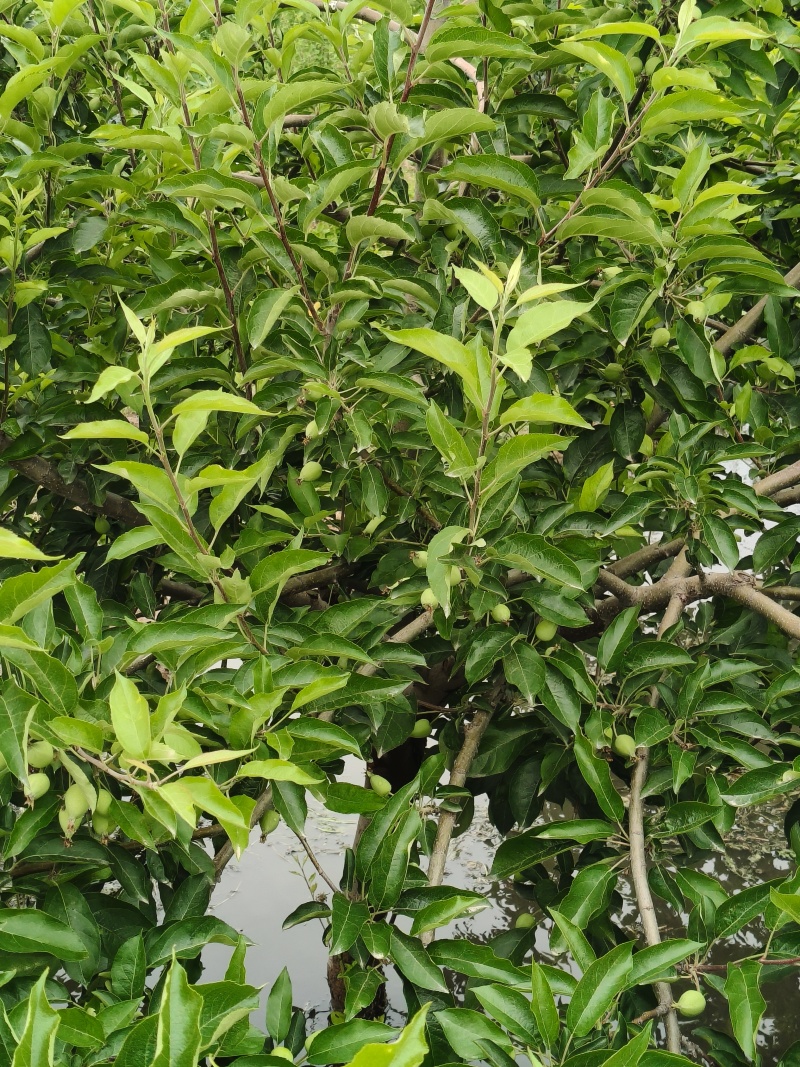 香妃海棠预售