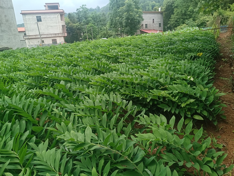 玉竹种湘玉竹猪屎尾玉竹条