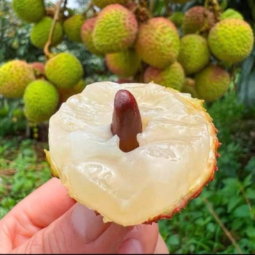 灵山荔枝妃子笑