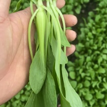 鸡毛菜
