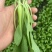 鸡毛菜