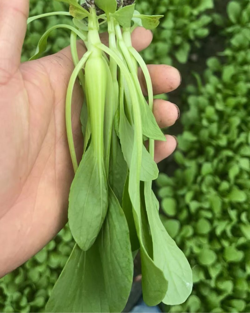 鸡毛菜