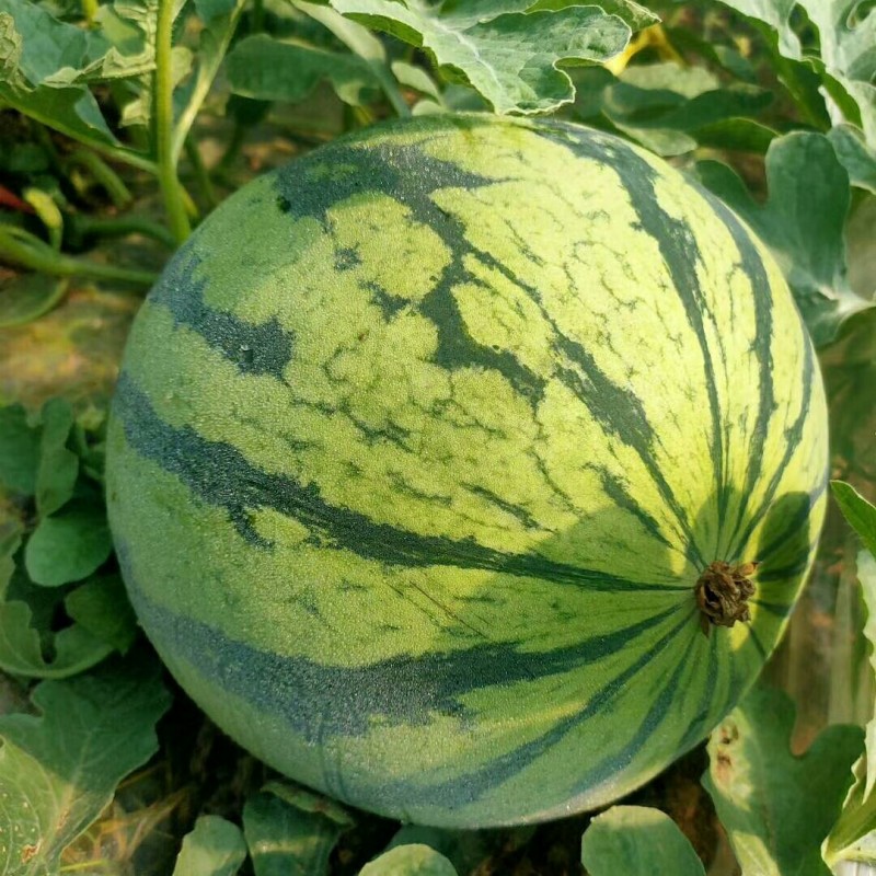 浙江温岭8424西瓜基地种植产地直发现摘现发