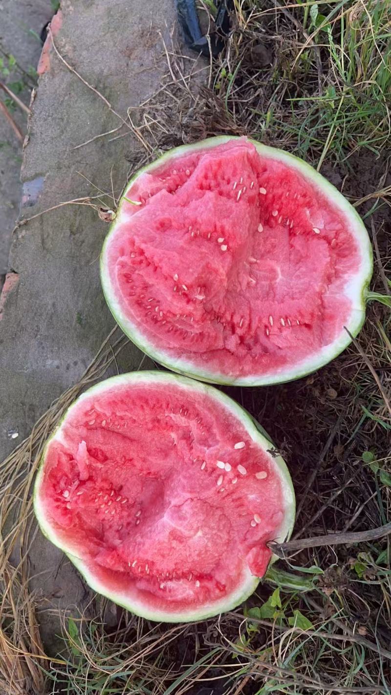 浙江温岭8424西瓜基地种植产地直发现摘现发