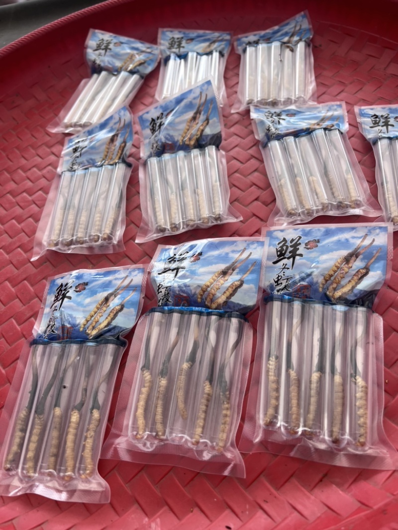 今天挖的虫草下山就来县城打包发走主打一个服务到位！！