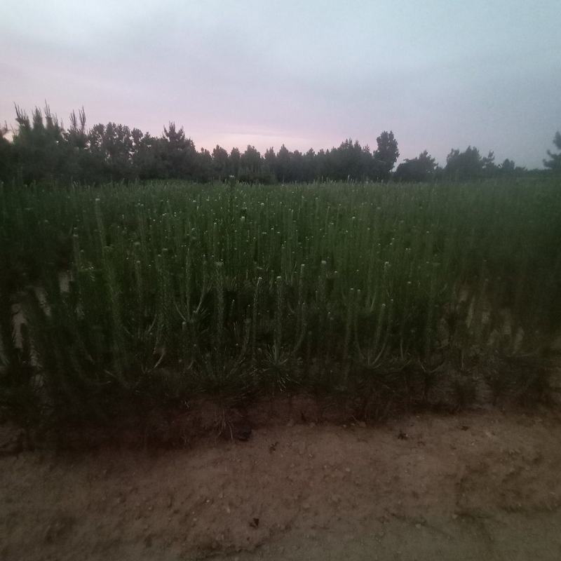 出售苗木