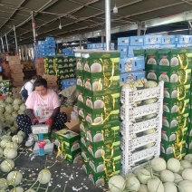 牛三网纹美华3号粗网玫珑嘉华圆网瓜种植产地包棚定货