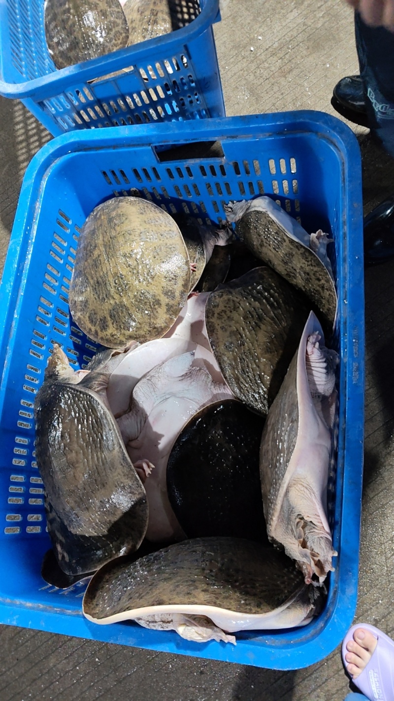 甲鱼肉质鲜嫩弹牙，裙边软糯胶质满满。烹饪后汤汁浓郁醇厚，