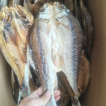 烘干土鲮/鲮鱼/海南水库鱼/开背/野生/鱼干/干货/包邮