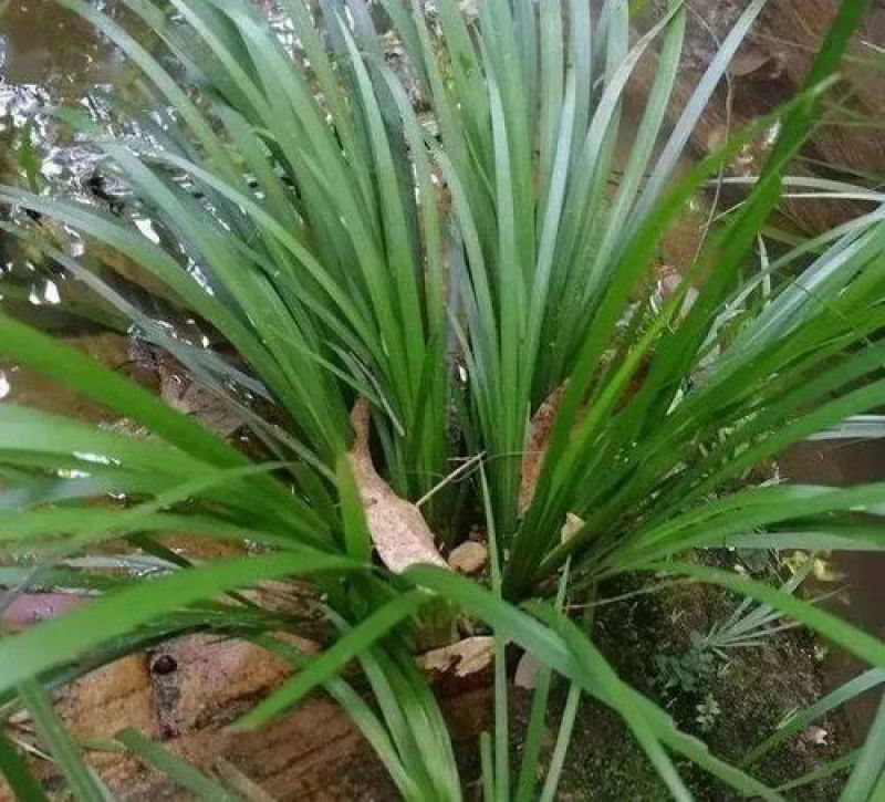 石菖蒲红根大叶菖蒲包邮