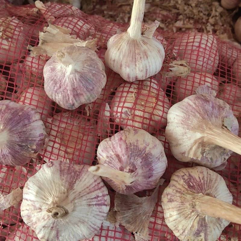 山东紫皮大蒜干大蒜多瓣新鲜大蒜一手货源诚信经营