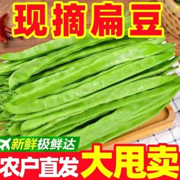 山东精品扁豆,扁芸豆,大扁豆,绿扁豆,市场货大量供应。