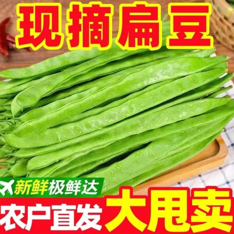 山东精品扁豆，扁芸豆，大扁豆，绿扁豆，市场货大量供应。