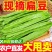 山东精品扁豆,扁芸豆,大扁豆,绿扁豆,市场货大量供应。