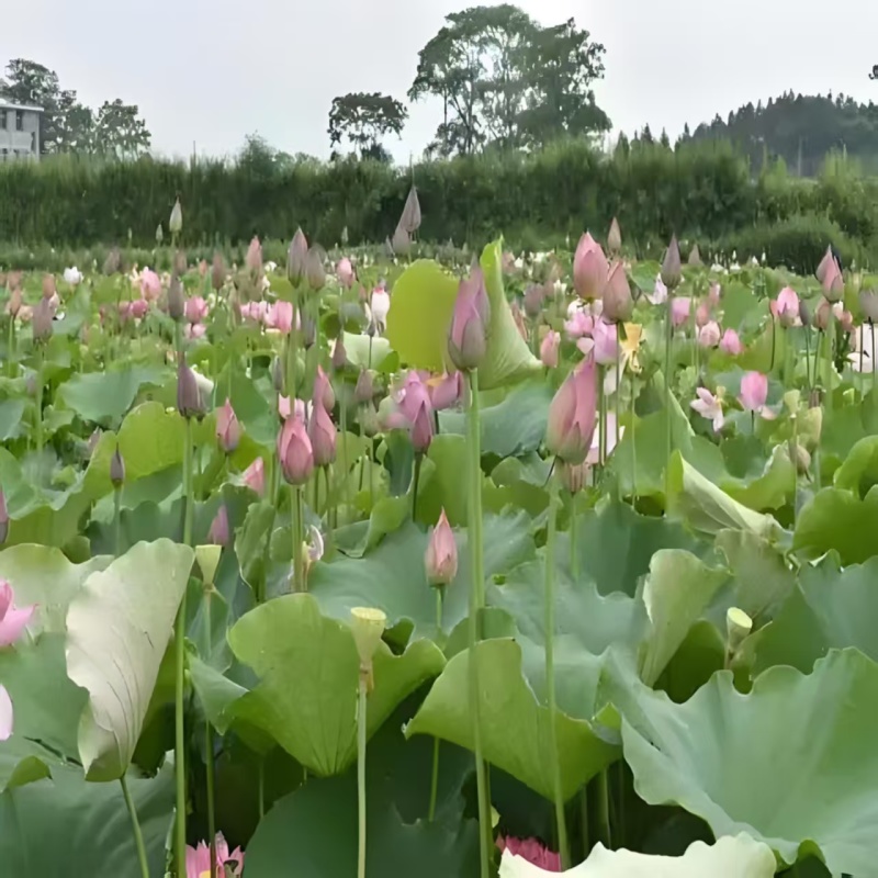 湖南永州荷花，现摘现发