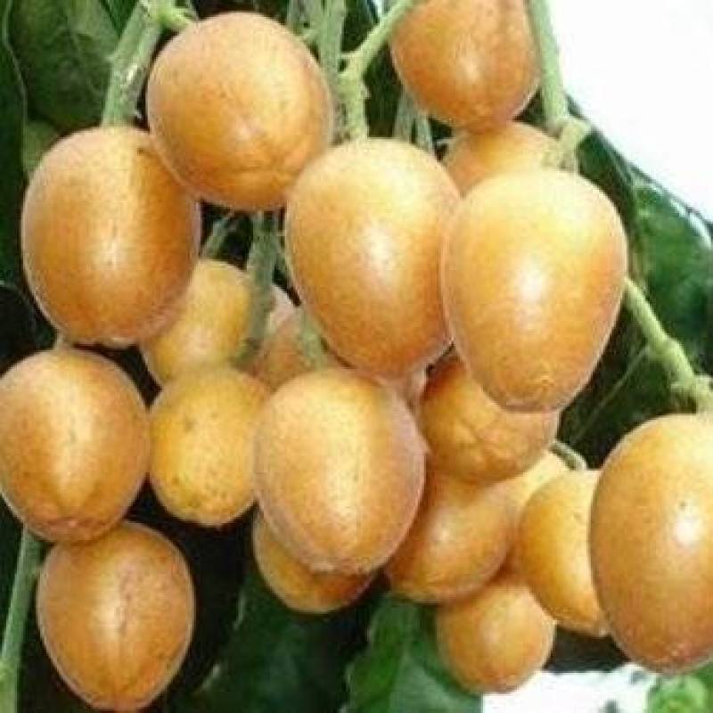 黄皮鸡心黄皮茂名产区现摘现发全国对接